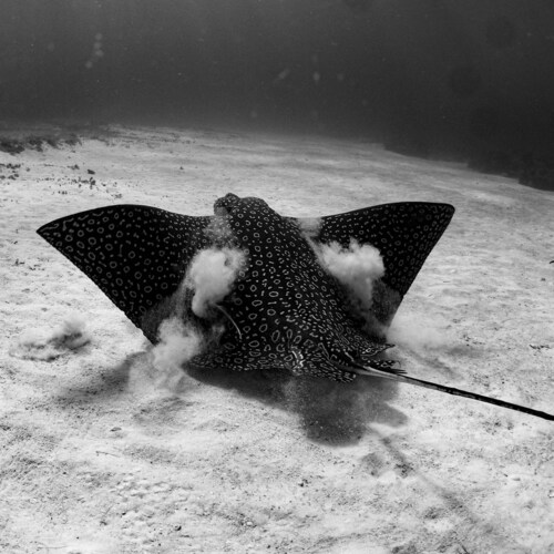 I live in the desert, but my passion is the ocean. I am retired and now ascuba diving line dancer.