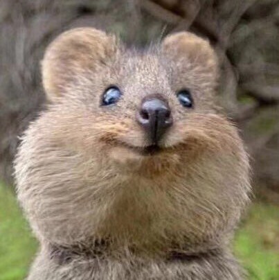 Visit colliebaby's profile on GETTR. View their posts, photos, videos, and connect with them on the social platform.