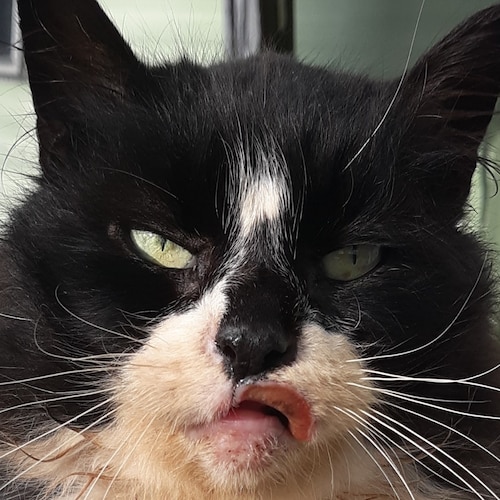 Visit WeepingKitty's profile on GETTR. View their posts, photos, videos, and connect with them on the social platform.