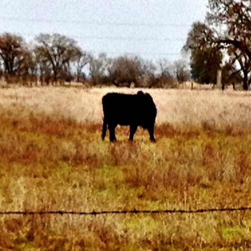 Animals, nature, art and FREEDOM