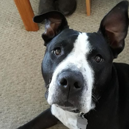 Proud America patriot. I support the Constitution, law and order and America BEFORE the Biden administration started to ...