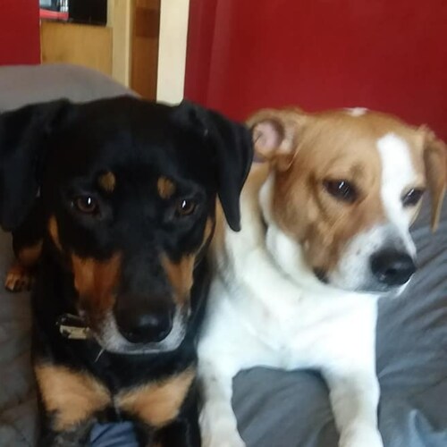 Patriot, Marine Mom, Mom of 4
Swim Team Coach, ARC Lifeguard Instructor
MAGA, America 1st