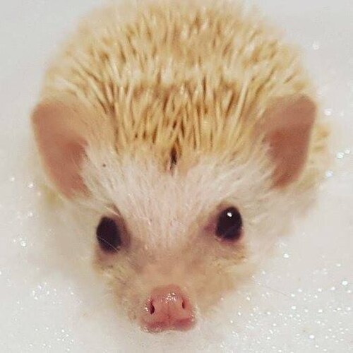 Some bad news to start the year, Prictina my pet hedgehog died today. She was 5 years old. The house...