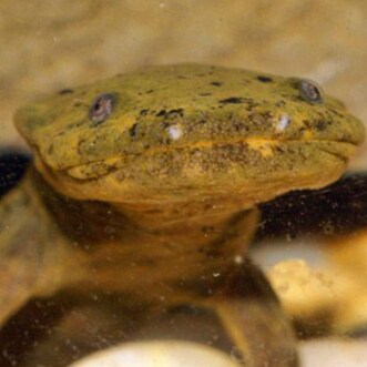 I've done things.....  MAGA, Navy Vet.