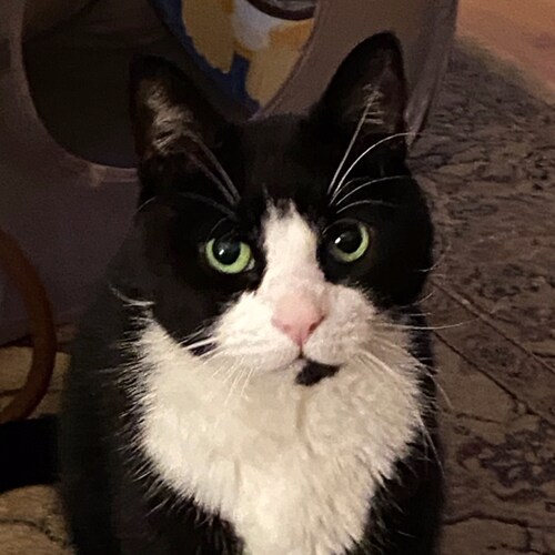 I'm just a Constituional Cat