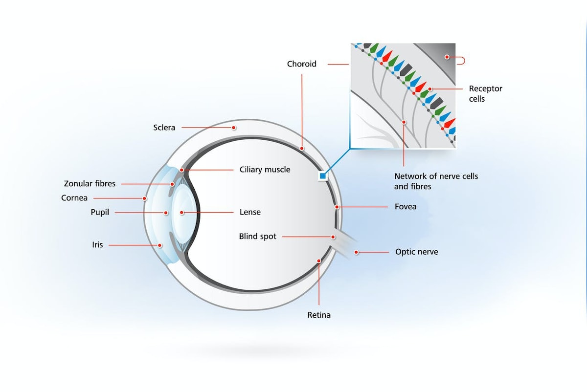 Colour deficiencies, colour blindness and red-green colour deficiency

Many professions require perf...