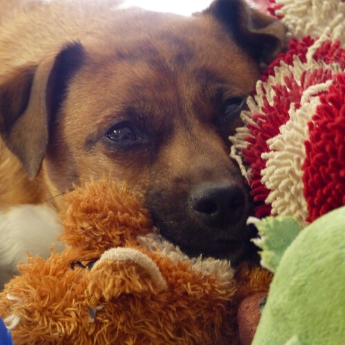 America Loving Conservative from Tennessee. 1A and 2A. Can't wait till Trump is President again!!!!