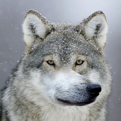 kneelin fo dem sheckels