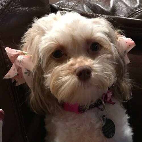 Trumplican, Doggo Mom, My car is faster than yours