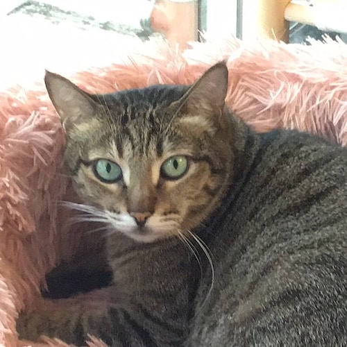 支持文貴先生  從未動搖 一直堅定