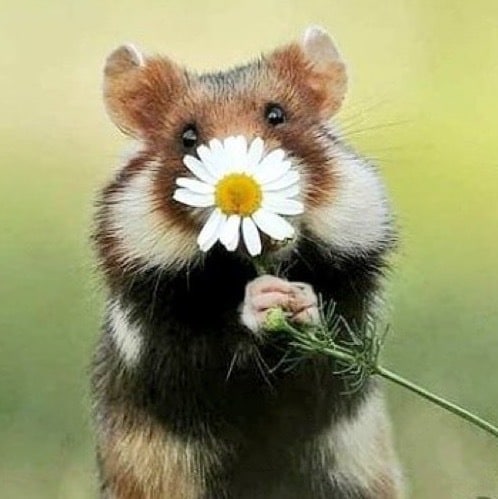 无苗有币灭共人