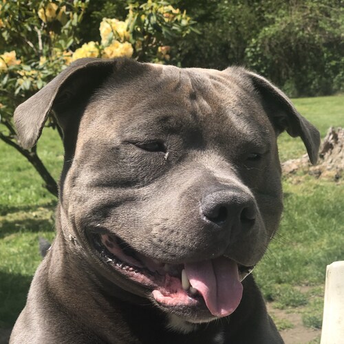 Dog mom to Loki and we are for Trump!!