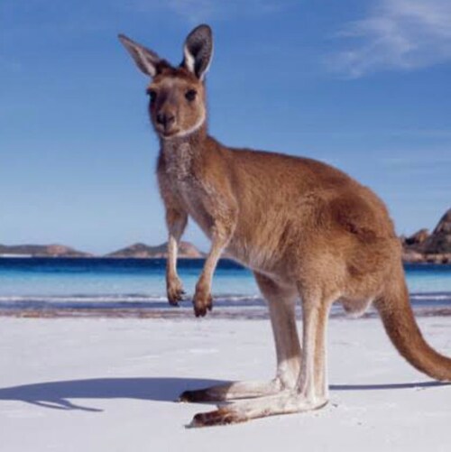 love the Aussie culture and hate people that wish to change my culture