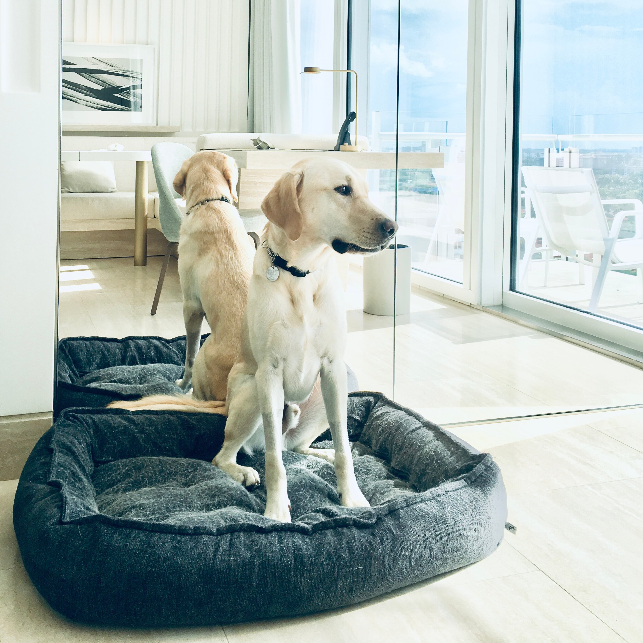 Seems like my first post should be of my ridiculously handsome dog, Paul. Vacationing at the Four Se...