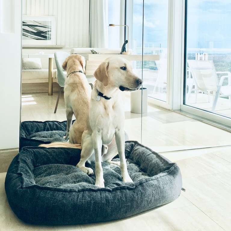 Seems like my first post should be of my ridiculously handsome dog, Paul. Vacationing at the Four Seasons Surfside. #TopDog