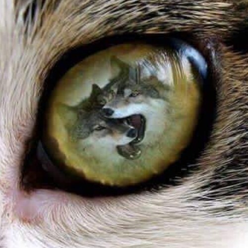 Generation X💥💥💥Pledge Allegiance To Our Flag🇺🇸🇺🇸🇺🇸Save Our Country👍💗🇺🇸