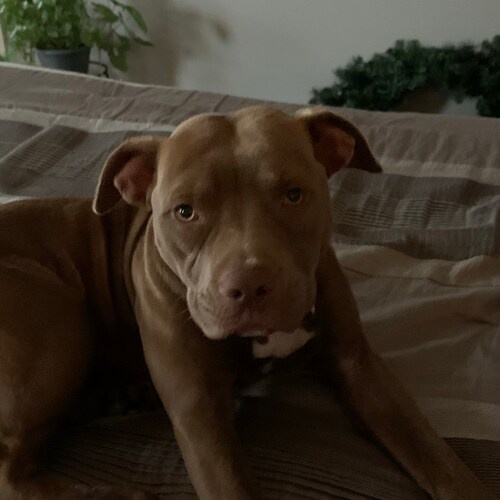 Jesus Christ, my Redeemer        
America, my beloved country