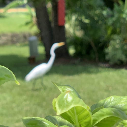 Retired Dir. Bereavement Ministry