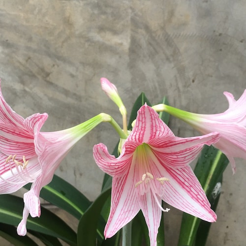 We are the citizens of the NFSC,our mission is to take down the evil CCP!