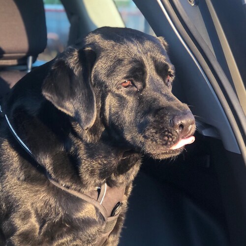 Believer, wife, mother Patriot🇺🇸, 1A,2A. Pro law enforcement, military, legal immigration, dog lover🐾, Man U fan ⚽️
P...