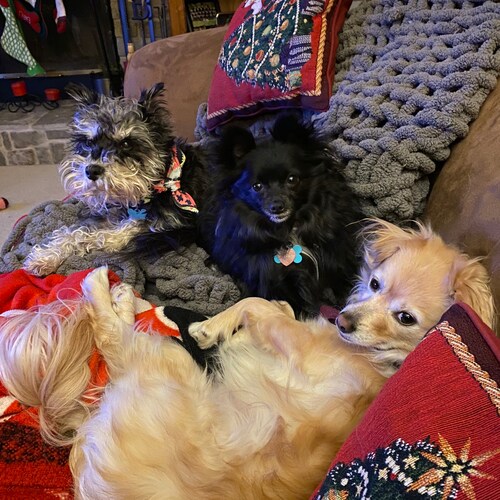 America First MAGA 🇺🇸
🚺✝️ life giver 👧🏻🧒🏻
GBR! 🏈❤️ 🏀 
KCChiefs! ❤️🏈 
KCRoyals 💙⚾️
Rescue dog/cat mom