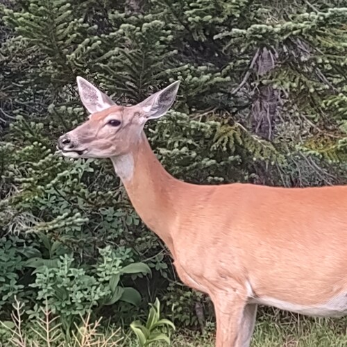 member of the control group; victim of cancel culture; patriot