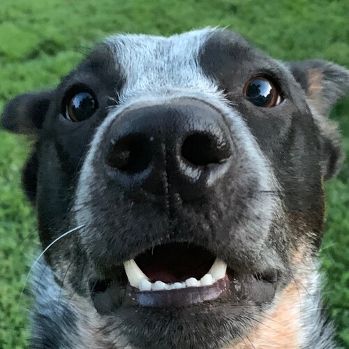 20 years nursing, Mom, dog lover, married to 24 yr USAF vet. Team Captain for Convention of States, join the movement! T...