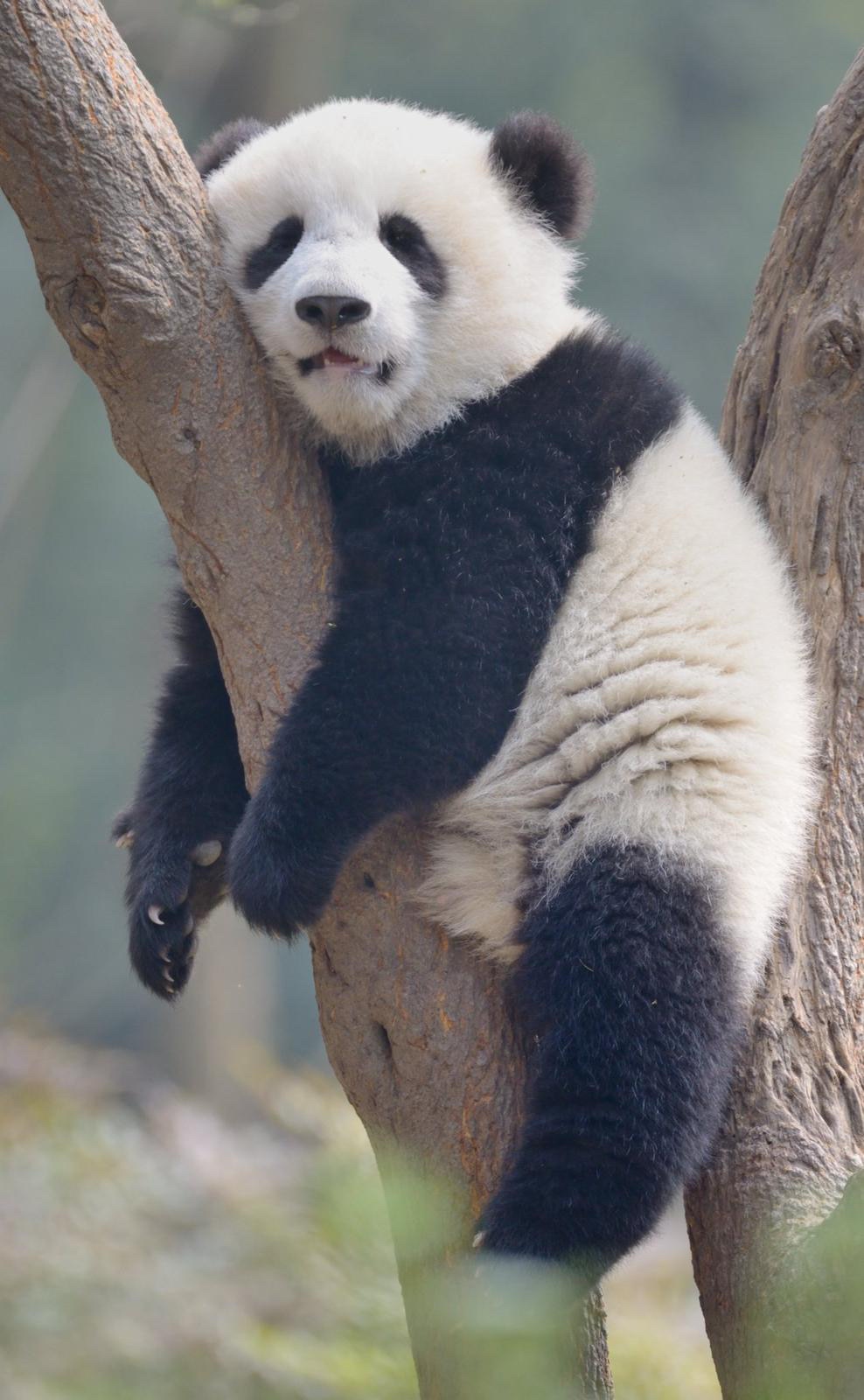 展油们🙏明天大直播正常营业
还要等一个晚上才能看到郭先生出来
我们漫漫长夜好难熬
大直播内容组的战友们今晚估计又是个通宵夜💙💙
明天大直播见