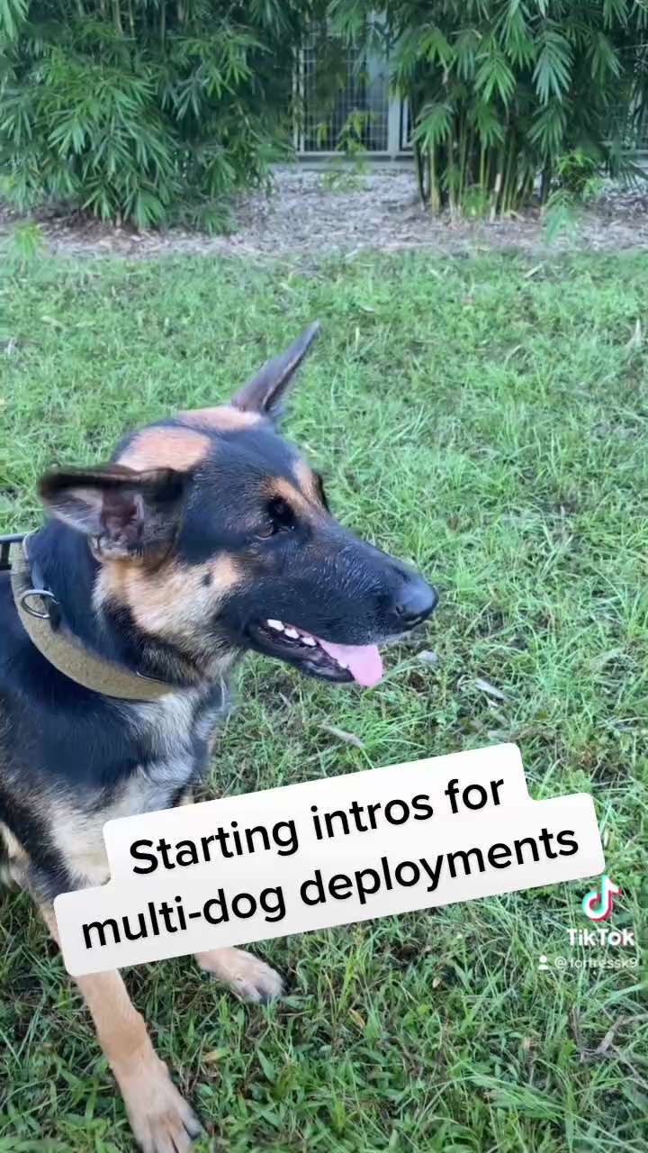 Building Ragin and getting some multi-dog bite work at the same time. These are the initial drills w...