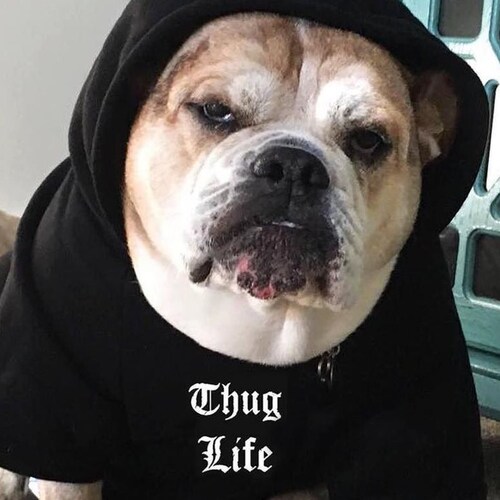 Husband | paralegal | bulldogs | proud Levinite | tenacious by choice, introvert by nature | vision of the tragic | don'...