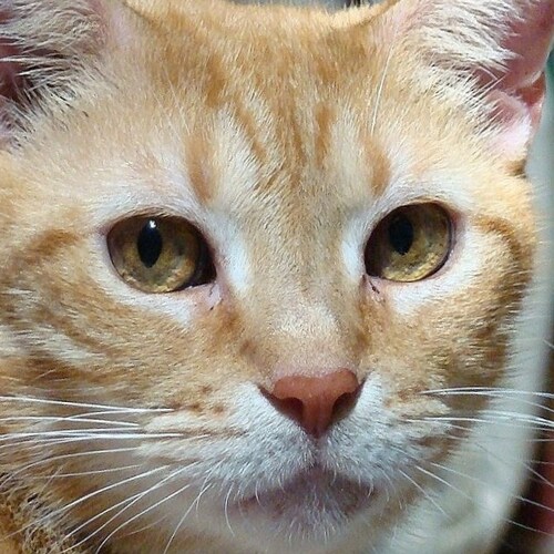 JFK Dem but SURVIVED the LIBERAL MENTAL DISEASE!
Dislike BOTH Democrats & Republicans; DETEST DISHONESTY. 
ADHD w/3º's...