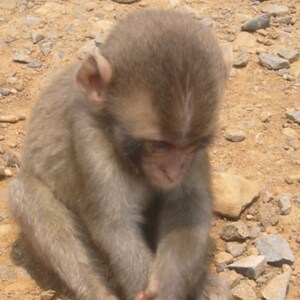No tolerance for crazy libs, but open to a rational debate. Toxically masculine. Married to the beautiful Mrs. Wild Monk...