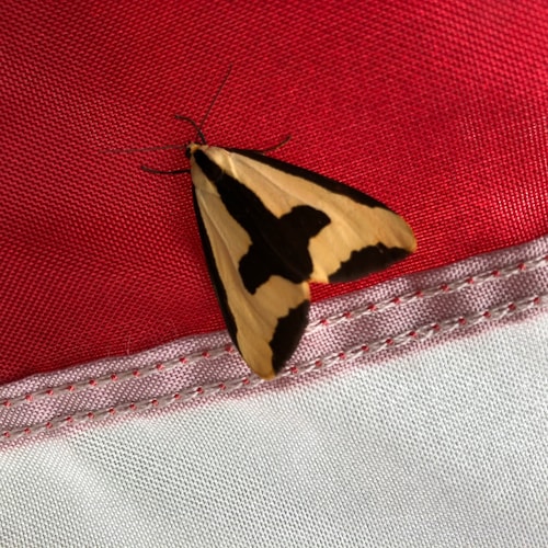 3% of Americans fought to form this nation. It’s time the other 97% do their part to save it from the communist trying t...