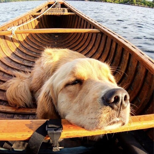 Canadian Freedom Fighter 🍁🇷🇴