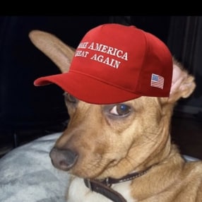 #OffTheChain Podcast https://rumble.com/c/RatDog Red Indie, #45 #MAGA #2A
I lick my pronouns. 
Goal: To be 45’s dog. T...