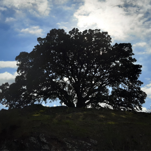 Entrepreneur, Nature and wildlife lover.
Trusting the true spirits of humanity. 
It´s now or never. Lets come together...