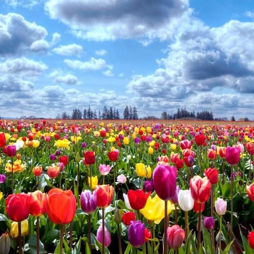 Flowers in June 🌷 六月的鲜花, citizen of New Federal State of China
X.com: 六月的鲜花@BjzyyUwHugJ1XGU
