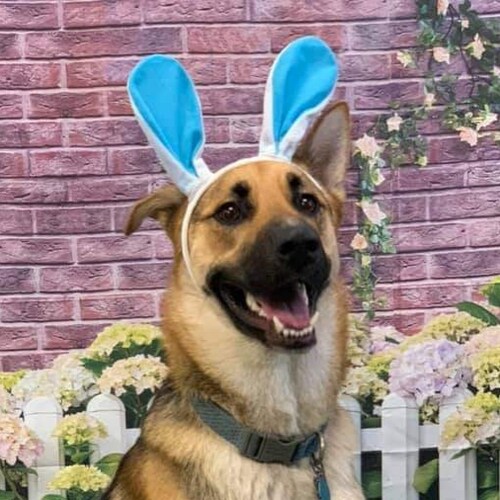 CLS. Conservative. Christian. Mother. Grandma. Dog mom.