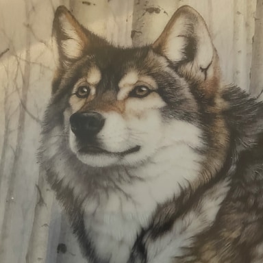 GreyWolf1