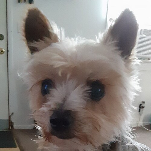 Keyboardist for Three Streets Over band! 🤘