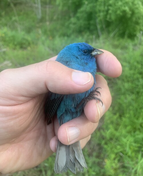 Leather belt survivor; Windward Side Alumni; Part Titanium; Bobcat Combat; Krav/BJJ fanatic; Dumber than I look; Toxical...