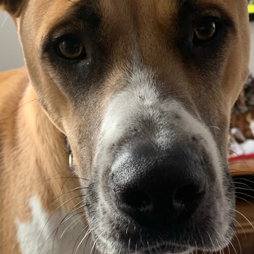 Love my family, friends and all animals