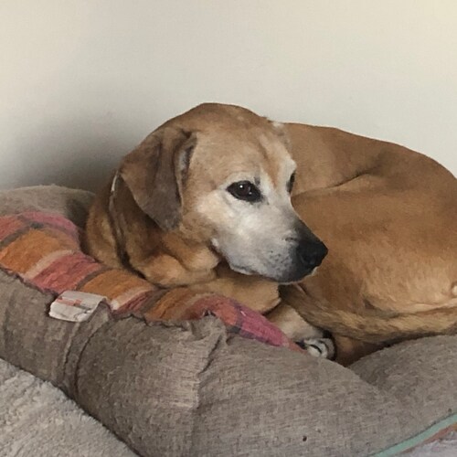 BIDEN AN ILLEGITIMATE OCCUPIER! President Trump & MAGA forever. Love Governor DeSantis! Happily married to USAF Vietnam ...