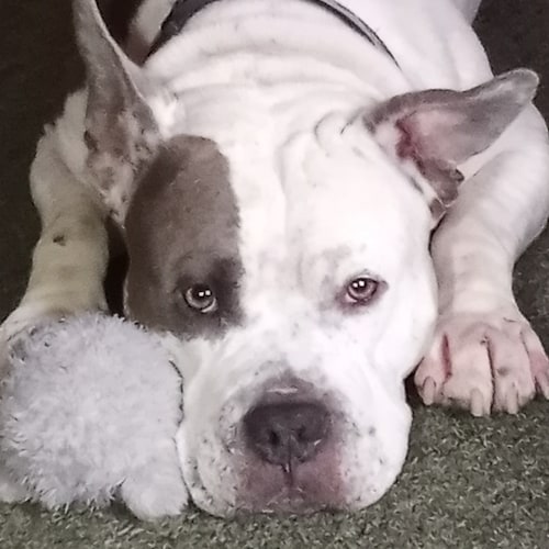 Pure Christian ,Pro family, America first, pure blood ,Trump won!