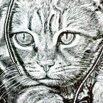 Visit kattywompus's profile on GETTR. View their posts, photos, videos, and connect with them on the social platform.