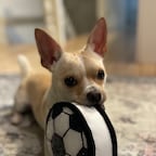 kimber_59