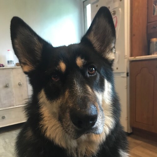 Conservative, retired seaman, dog lover.