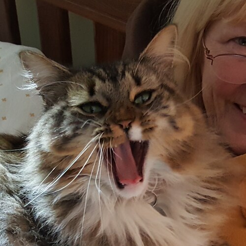 Visit MissLily3006's profile on GETTR. View their posts, photos, videos, and connect with them on the social platform.