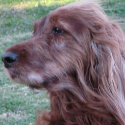 ❤Dogs, NRA, end communism, build the wall, sovereignty, liberty, freedom