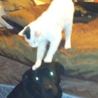 Hard working American who loves my country. I love seeing the American Flag waving because I know what it stands for...